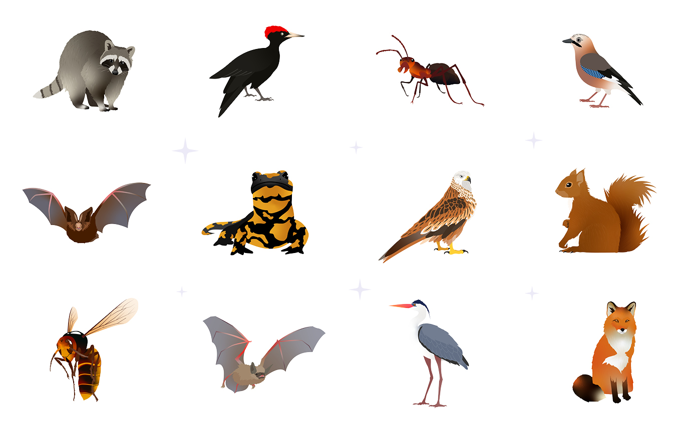 Twelve illustrated animals