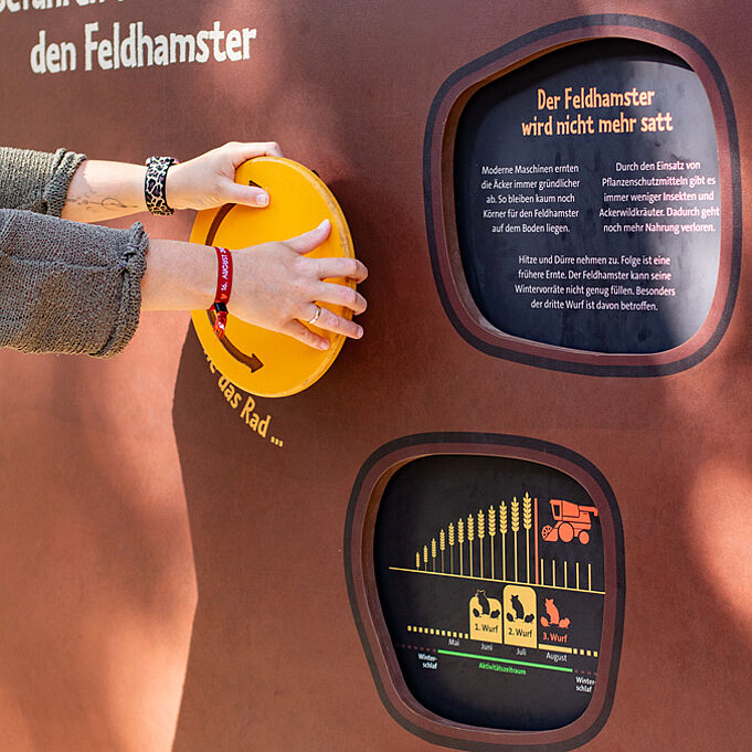 Zwei Hände liegen auf einer Drehscheibe, die an der Wand befestigt ist. Neben der Drehscheibe sind Aussparungen in der Wand, auf denen Informationen zum Feldhamster stehen. 