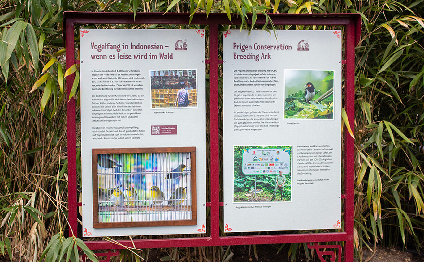 Photo of the educational exhibit ‘Bird Trapping in Indonesia – When the Forest Falls Silent’. Two light-coloured information panels are mounted side by side in red metal frames. Red decorative flourishes can be seen in the corners. At the bottom of the left-hand panel, there is a photo of birds behind a wire mesh.