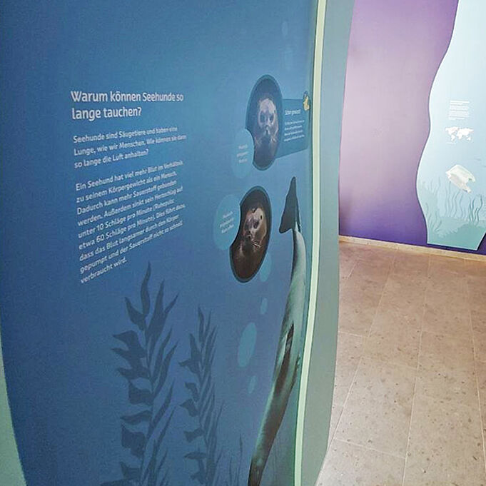 Nahaufnahme einer blauen, wellenförmig geschwungenen Informationstafel. Die Überschrift lautet "Warum können Seehunde so lange tauchen?". Rechts daneben sind Fotos von einzelnen Seehunden zu erkennen.