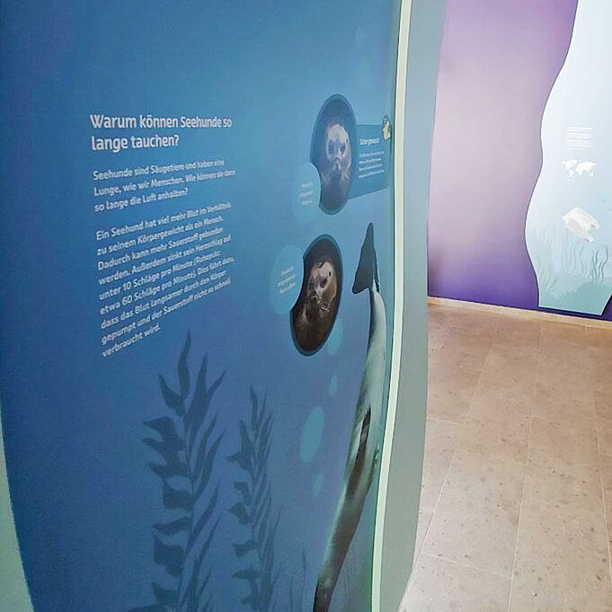 Nahaufnahme einer blauen, wellenförmig geschwungenen Informationstafel. Die Überschrift lautet "Warum können Seehunde so lange tauchen?". Rechts daneben sind Fotos von einzelnen Seehunden zu erkennen.