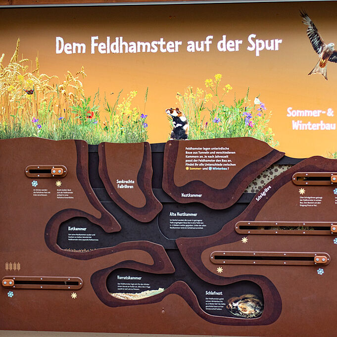 Aufnahme der Informationswand zum Feldhamsterbau im Winter und im Sommer. Die Überschrift lautet "Dem Feldhamster auf der Spur".