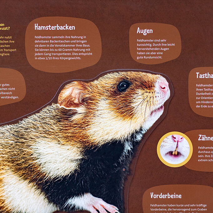 Nahaufnahme des Abbildes eines Feldhamsters auf der Hamsterwand. Um ihn herum stehen wichtige, das Tier betreffende Informationen.
