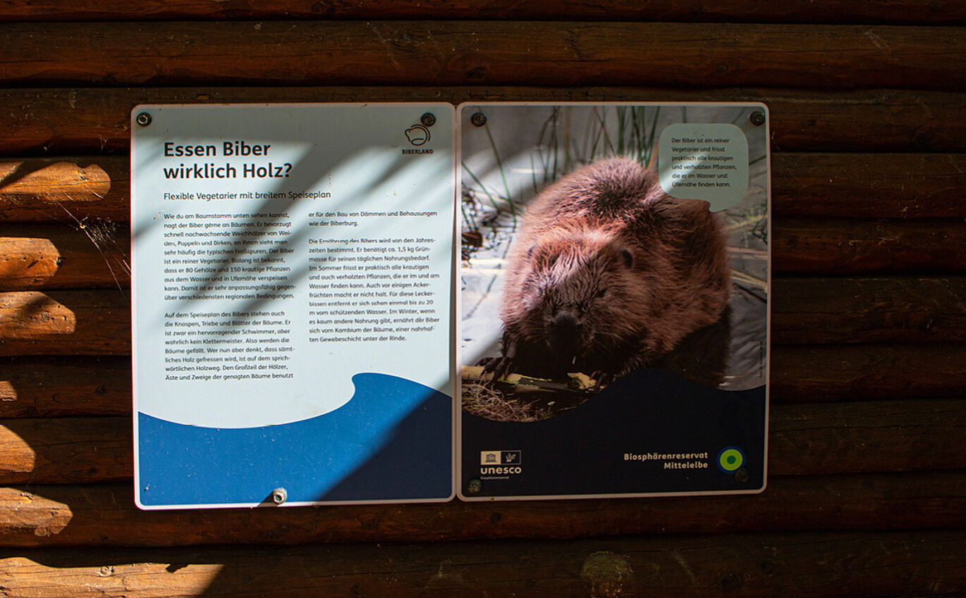 Infotafel zur Ernährung der Biber