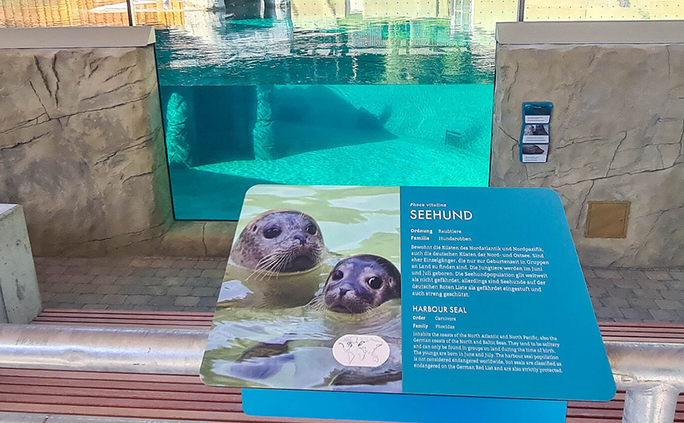 Realbild einer Informationstafel zum Seehund.