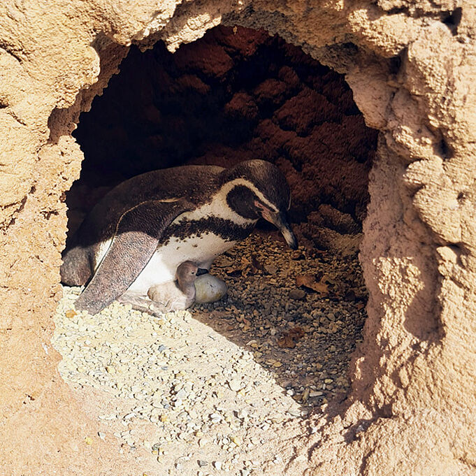 Foto einer nachgebildeten Pinguinskulptur mit kleinem Pinguinbaby Pinguinbaby in einer Bruthöhle.