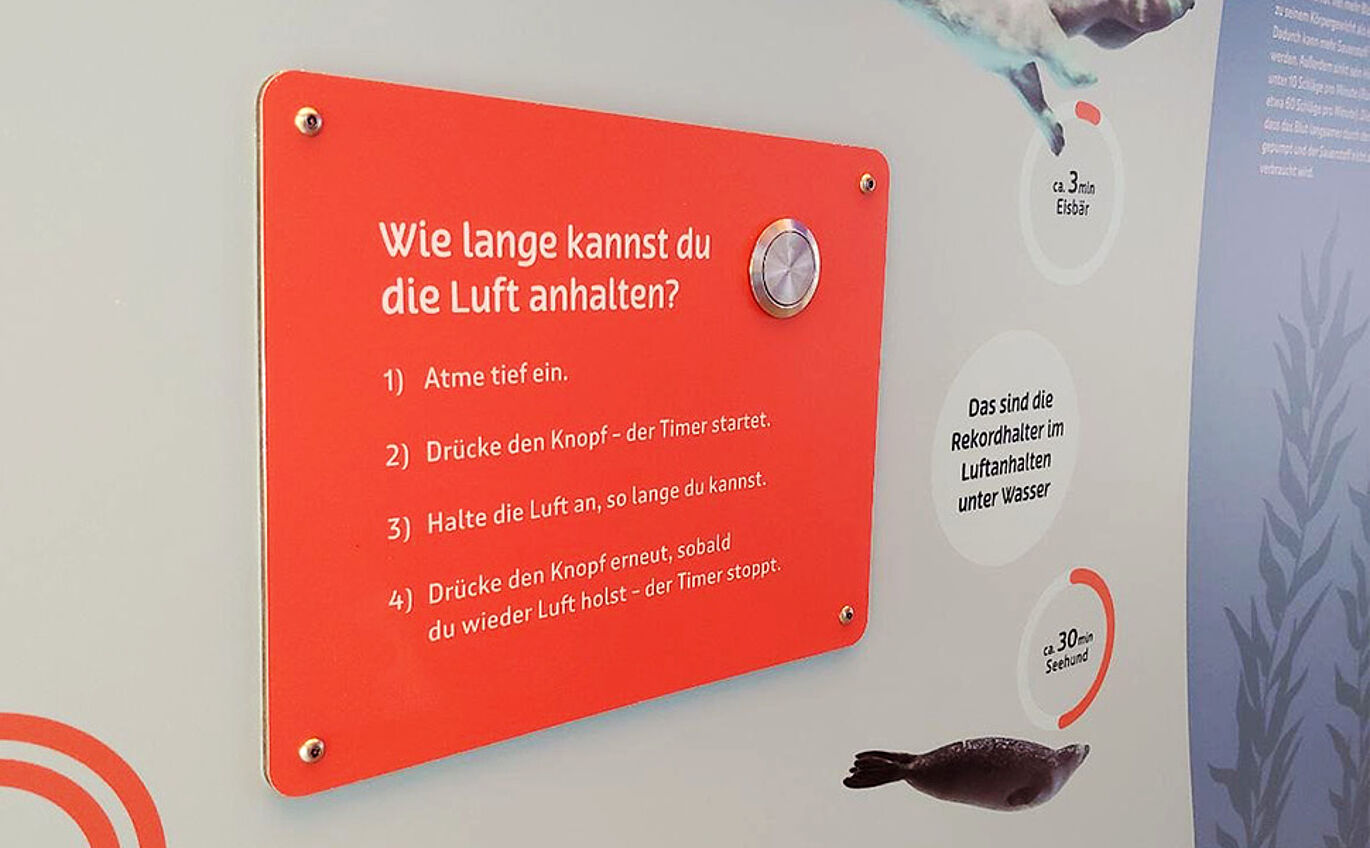 Nahaufnahme der interaktiven Station "Wie lange kannst du die Luft anhalten?". Neben der Überschrift ist ein Knopf zu erkennen, welcher die Stoppuhr startet. Darunter steht eine Anleitung.