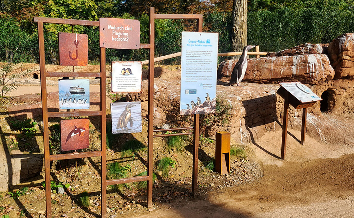 Foto der Vermittlungsstation "Wodurch sind Pinguine bedroht?". Mehrere Tafeln hängen an einer rostigen Vorrichtung. Im Hintergrund ist eine nachgebildete Pinguinskulptur zu erkennen.