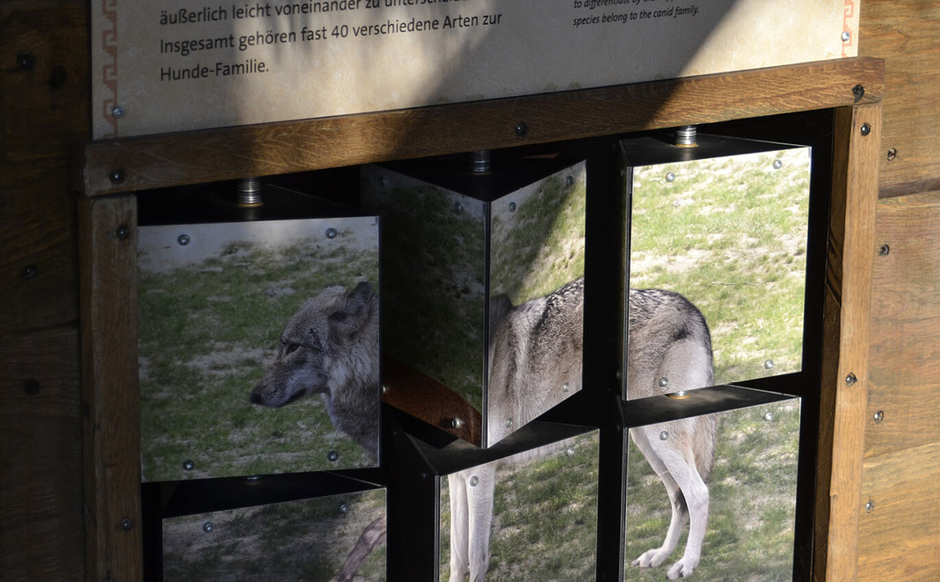 Image of a wolf in the form of a scenographically embedded combination game 
