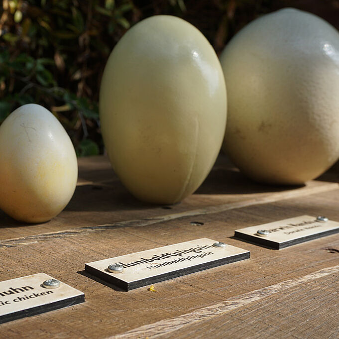 Different egg sizes compared