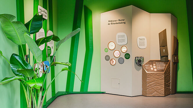 A learning area with information boards. Listening stations can be seen on a side wall on the right. On the right is a section of the wall with information in the cut-out. The wall is green.