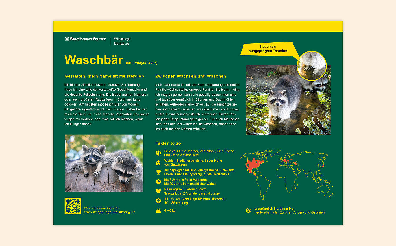 Layout der Infotafel: Waschbär