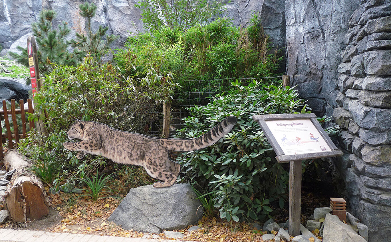 Image of a jumping snow leopard in real size as part of the exhibition design at Leipzig Zoo