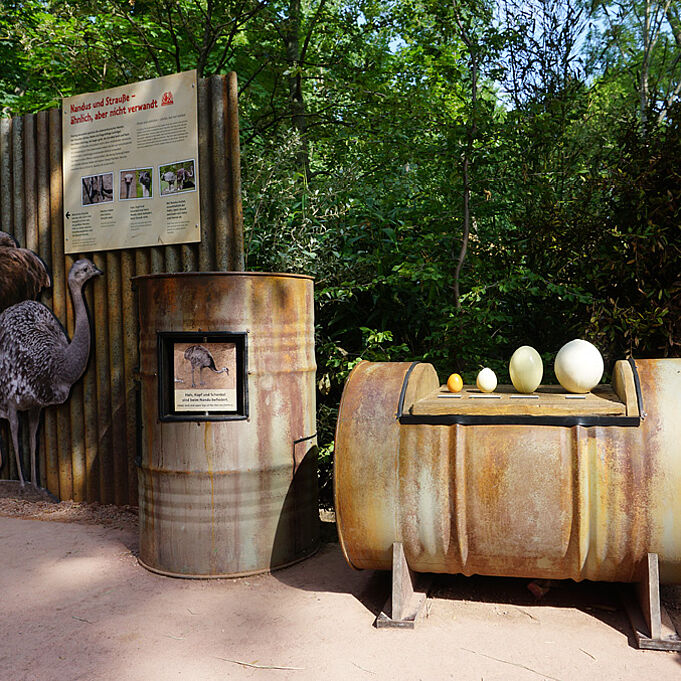 scenographic learning station in the zoo on the topic of ostriches
