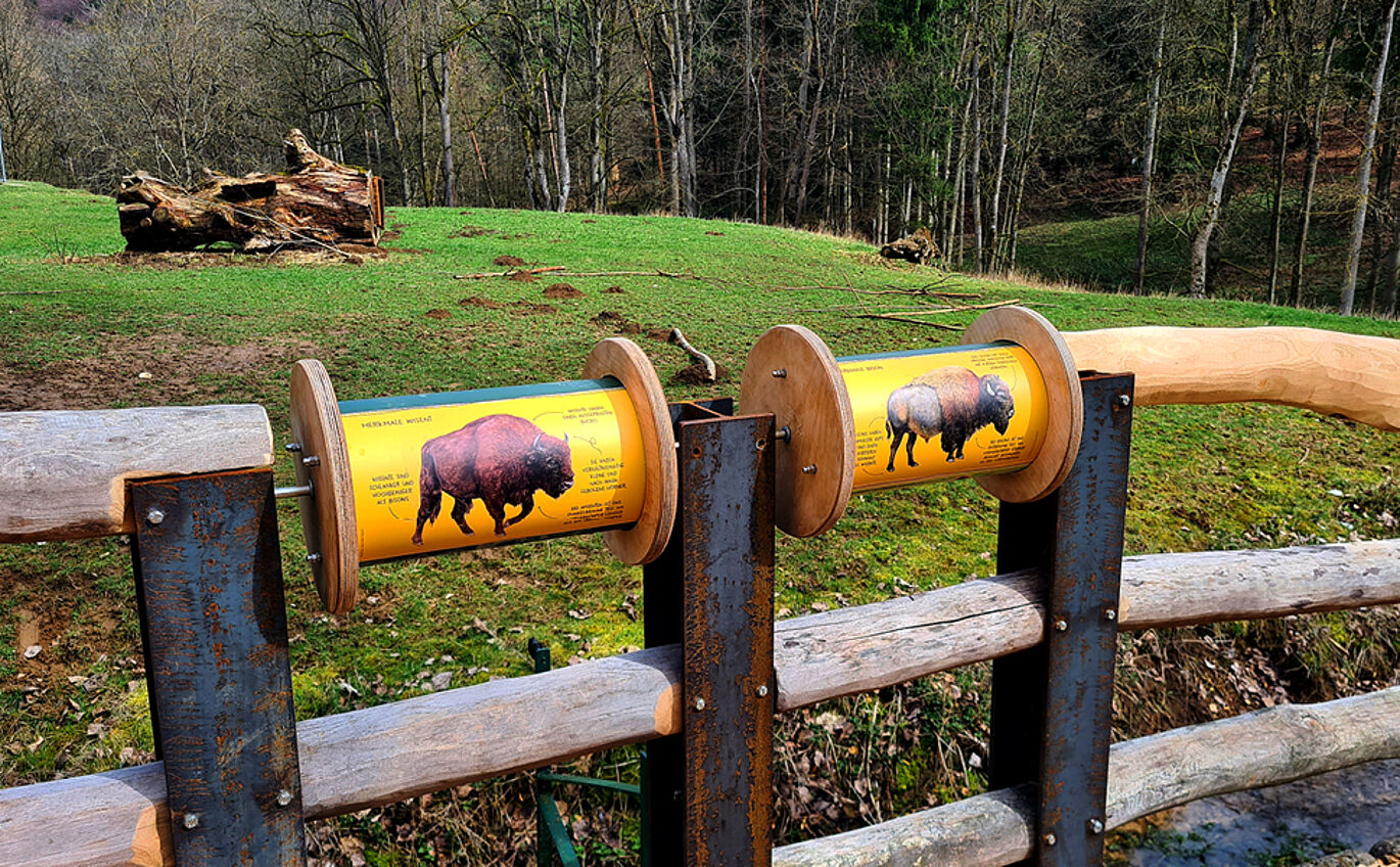 Two horizontal rotating bodies in the fence of the enclosure provide information about the appearance of the bison