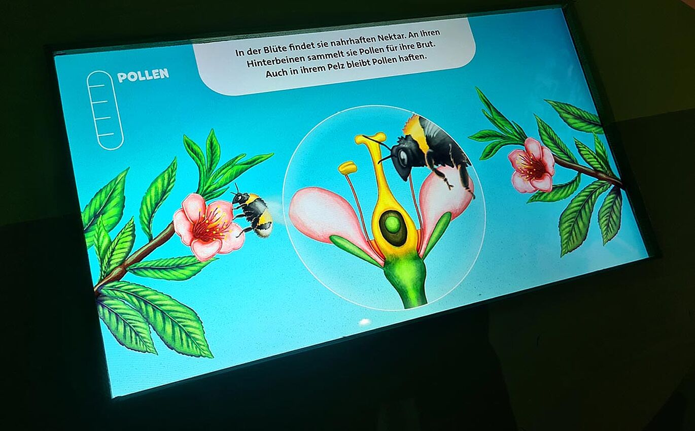 Close-up of an illustration about insect pollen collection