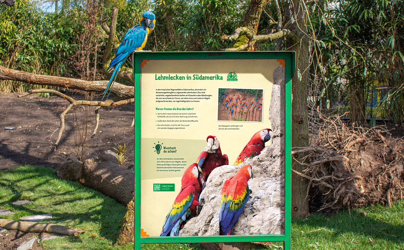 A photo of an information board on the topic of ‘clay licks in South America’. At the bottom of the board, several parrots are depicted clinging to a rock face. At the top of the board, a colourful blue and yellow parrot is perched, looking at the camera.