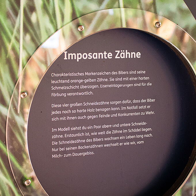 Infotext informiert über das Bibergebiss
