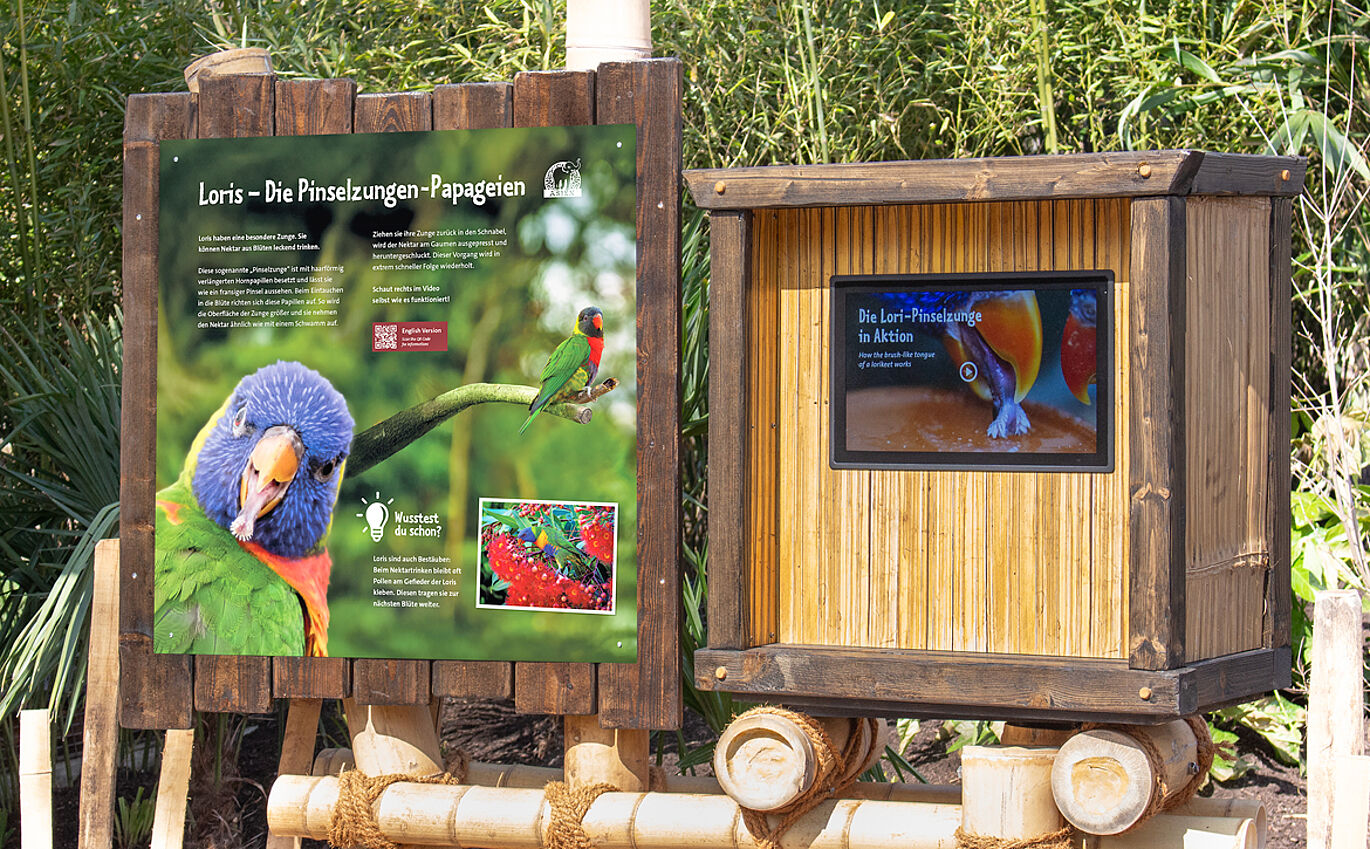 Photo of the educational exhibit ‘Loris – The Brush-tongued Parrots’. The information board shows a lori bird sticking its tongue out at the camera. The board is mounted on wood and stands on bamboo. Next to it is the media station, consisting of a screen set into a wooden box. The screen displays the text ‘The lory's brush-tongue in action’ and offers the option to play a video. Bamboo plants can be seen in the background.