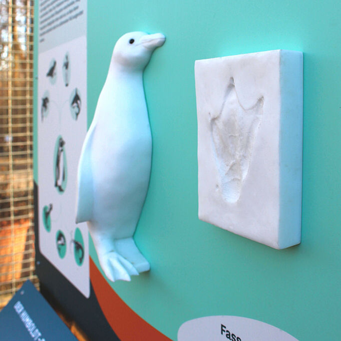 Nahaufnahme eines taktilen Modells von einem Pinguinkörper und einem Fußabdruck eines Pinguins. Der Fußabdruck ist in Originalgröße, während der Pinguinkörper links daneben kleiner ist als in der Realität.