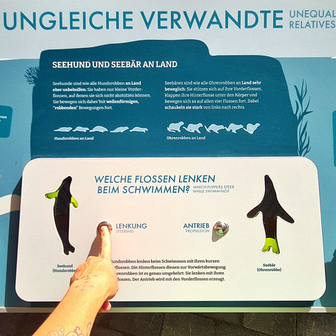 Nahaufnahme der Lernstation "ungleiche Verwandte". Eine Hand drückt auf einen Knopf neben dem 'Lenkung' steht.