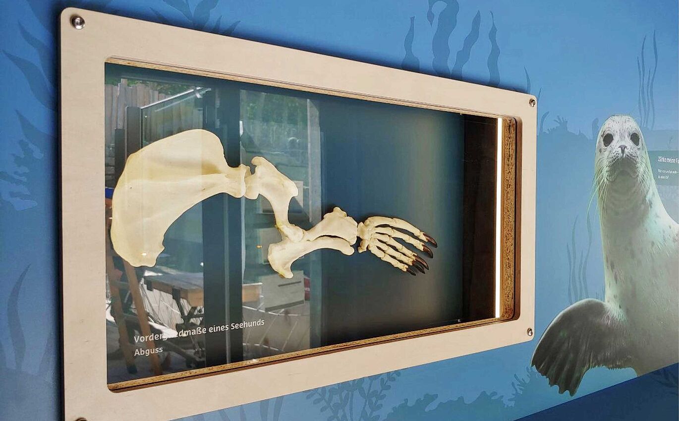Ein in eine Informationstafel eingelassener Glasschaukasten zeigt die Knochen der Vordergliedmaßen eines Seehundes. Rechts daneben ist die Abbildung eines Seehundes zu erkennen.