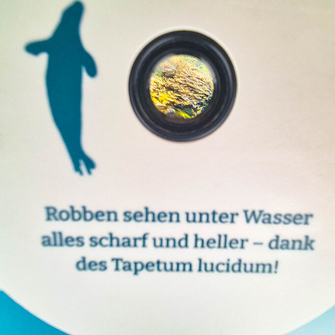 Blick durch ein kleines Guckloch in eine Unterwasserwelt. Darunter steht "Robben sehen unter Wasser alles scharf und heller - dank des Tapetum lucidum!".