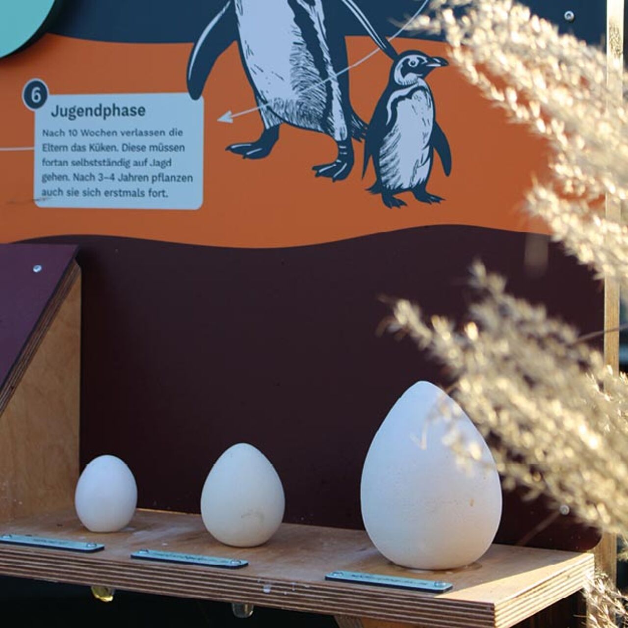 Taktile Lernmodelle zu unterschiedlichen Pinguineiern.