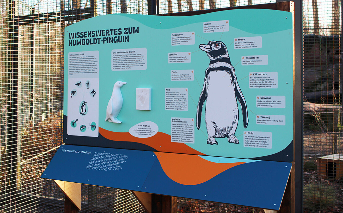 Informationstafel "Wissenswertes zum Humboldt-Pinguin". In der Mitte der Tafel sind die taktilen Modelle des Pinguinkörpers und des Fußabdrucks zu erkennen. Daneben ist eine große beschriftete Grafik eines Pinguins.