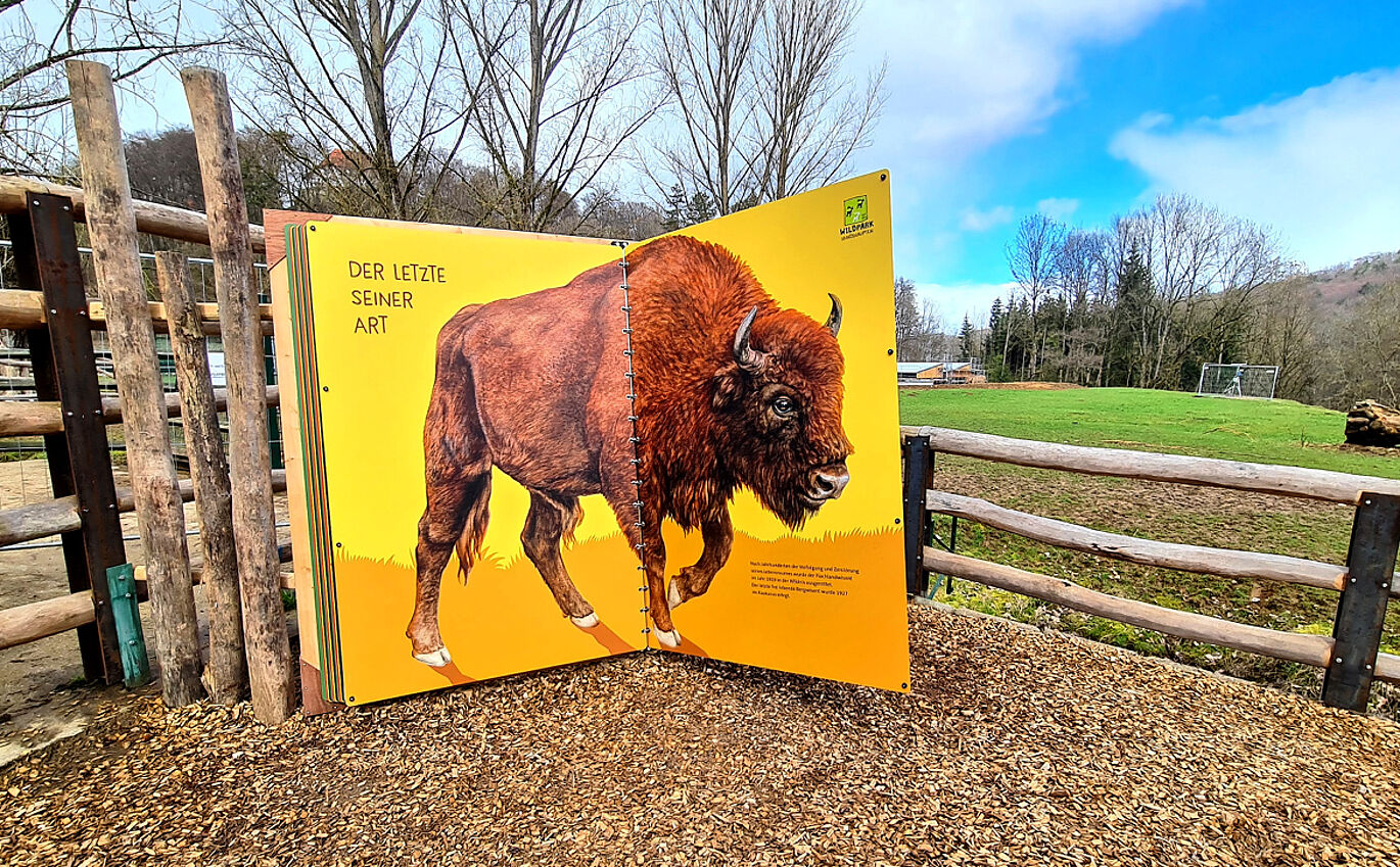 Blätterbares Riesenbuch zeigt den Wisent in Lebensgröße