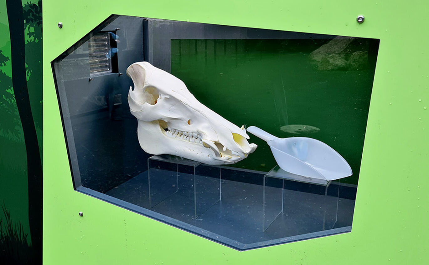 In einer Vitrine liegt ein Wildschweinschädel.