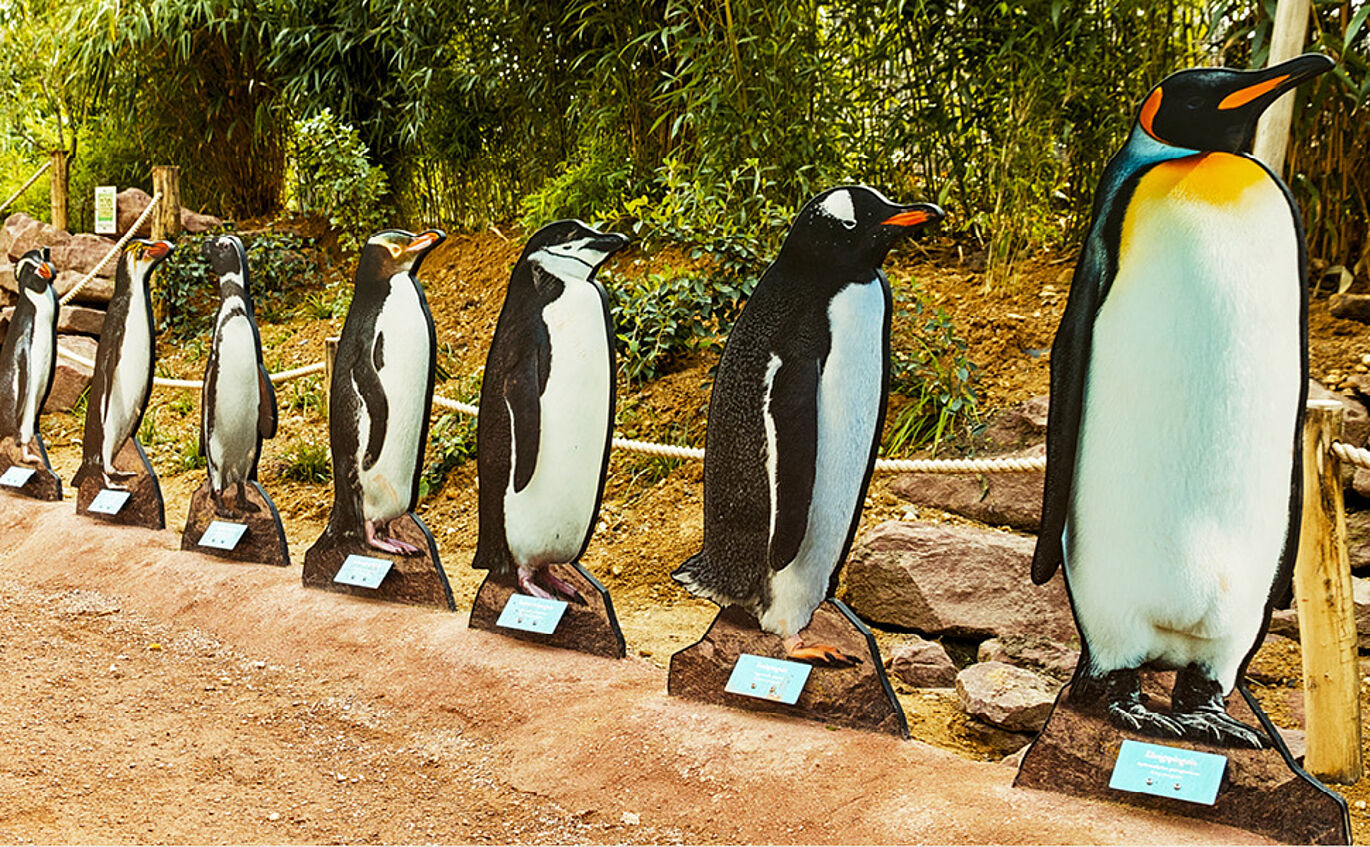 Foto der Pinguinparade. Mehrere Pinguinaufsteller in Lebensgröße stehen hintereinander aufgereiht.