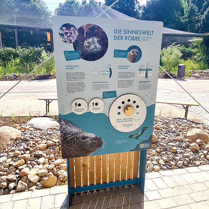 Lernstation zu "Die Sinneswelt der Robbe". Interaktive Elemente wie eine Drehscheibe sind zu erkennen.