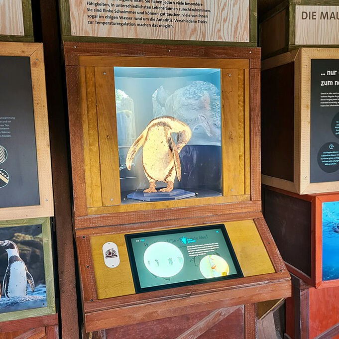 Foto einer Vermittlungsstation. Die originalgetreue Skulptur eines Pinguins ist in eine Vitrine eingelassen. Davor ist ein eingelassenes Display zu erkennen mit dem interaktiv gelernt werden kann.
