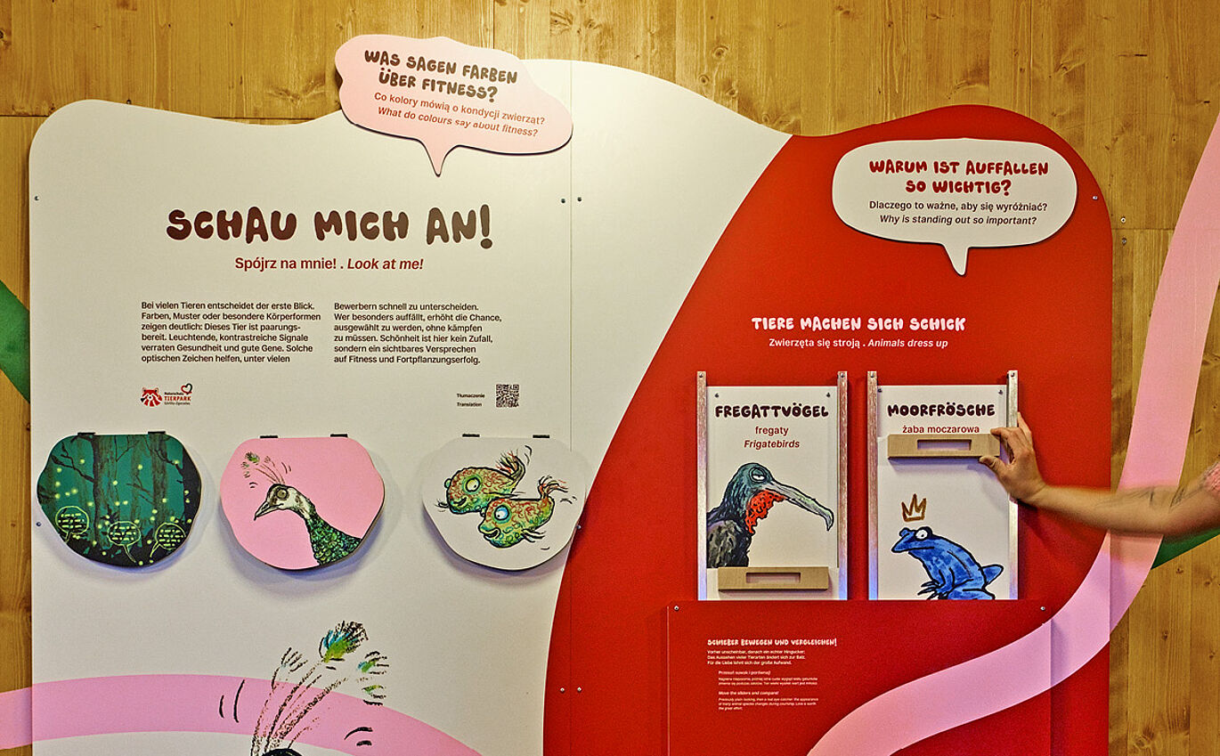 Die Vermittlungsstation "Schau mich an". Mehrere Klappen sind zu erkennen. Von rechts kommt eine Hand ins Bild, die eine Klappe rechts hochzieht. Es erscheint die Illustration eines blauen Froschs.