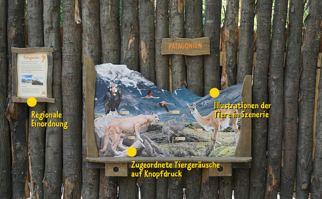 szenografische Lernstation im Zoo zeigt Illustrationen Tiere aus Patagonien 