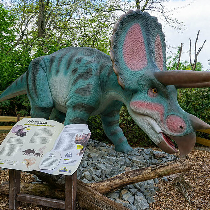 Triceratops in Lebensgröße und Infotafel