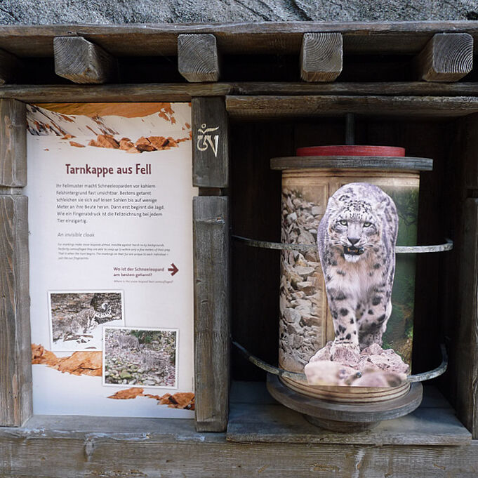 szenografische Lernstation im Zoo Leipzig zeigt Schneeleoparden im Himalaya