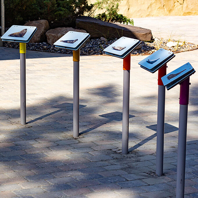 Foto der aufklappbaren Infotafeln unterschiedlicher Robbenarten.