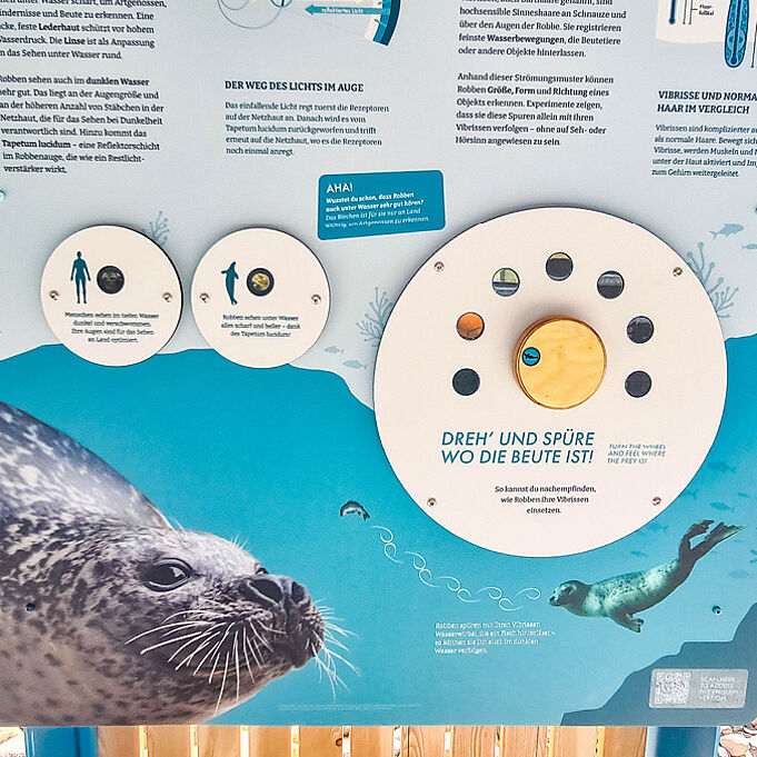 Nahaufnahme der Drehscheibe einer Lernstation. Durch das Drehen der Scheibe können die Besuchenden spüren, wo die Beute ist. 