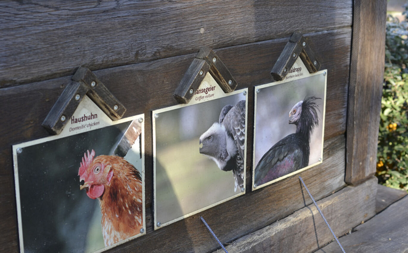 scenographic learning station playfully shows the different beak shapes of the vulture, bald ibis and domestic chicken at Leipzig Zoo
