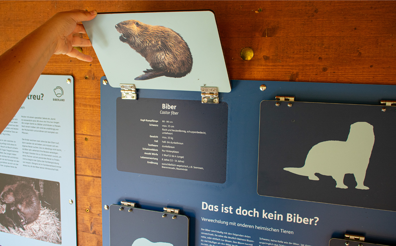Learning station with flaps provides information about the confusion between beavers and other native animals
