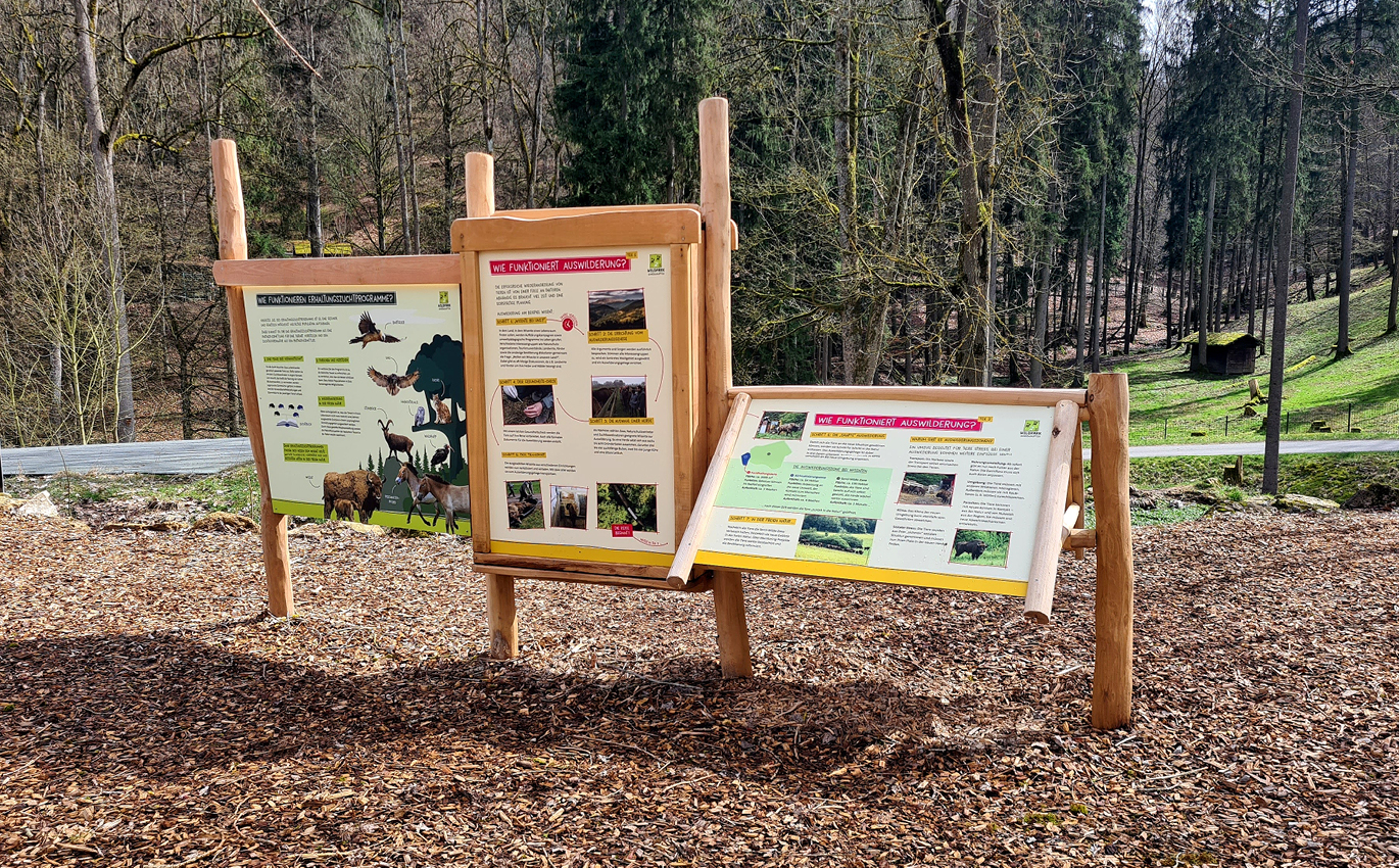 Information boards on the topic: "How does reintroduction work?"