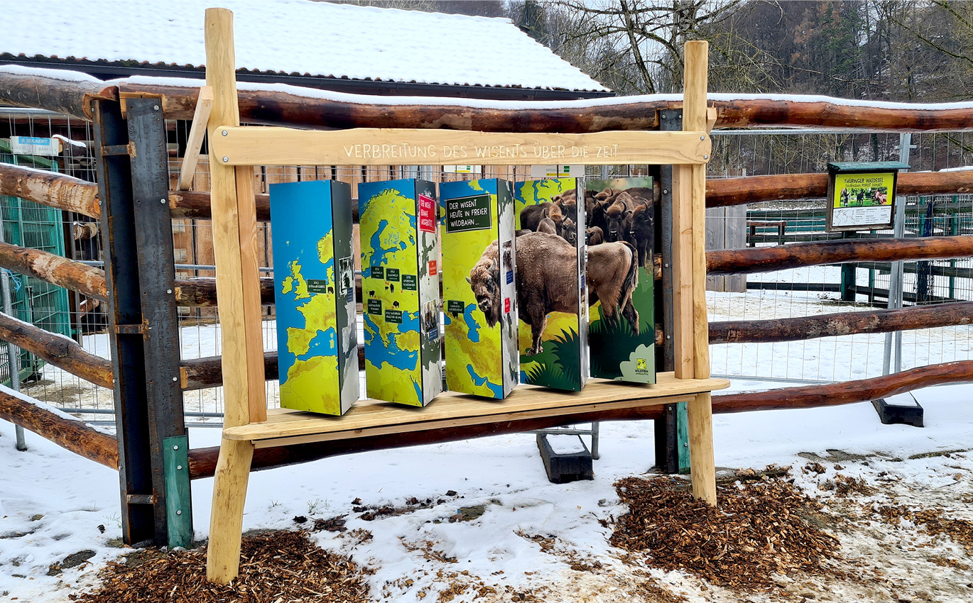 Learning station with vertical rotating bodies on the distribution of the bison over time