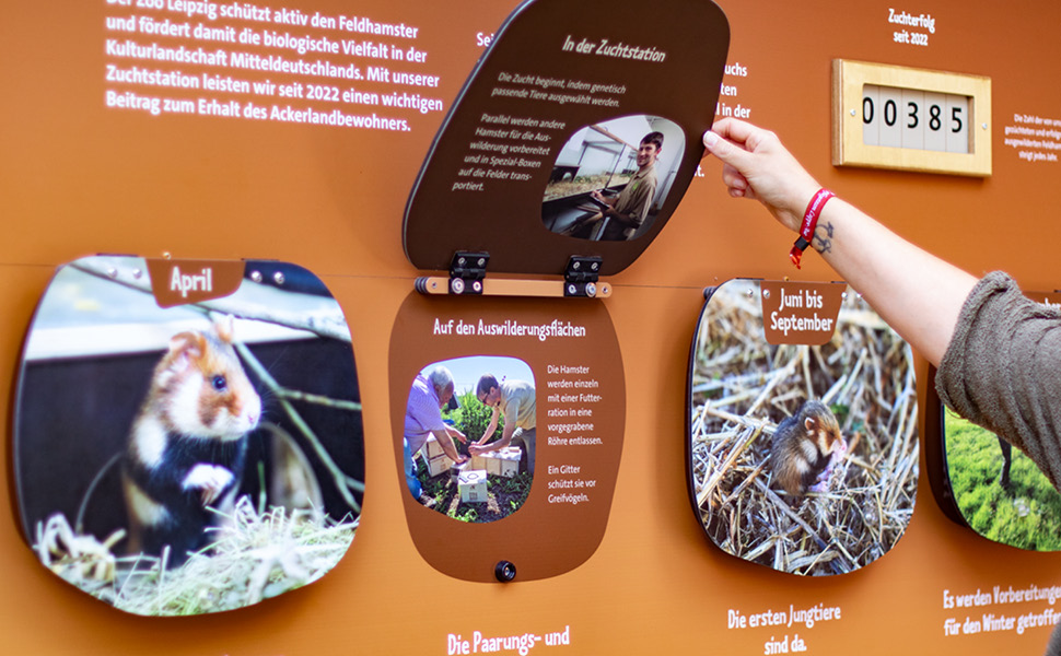 Nahaufnahme der interaktiven Informationsklappen. Eine Hand hält die Klappe oben. Darunter erscheint ein Foto eines Mannes mit der Überschrift "In der Zuchtstation". Neben der Informationsklappe sind weitere zugeklappte Tafeln zu erkennen, die Bilder von beispielsweise Hamstern zeigen.
