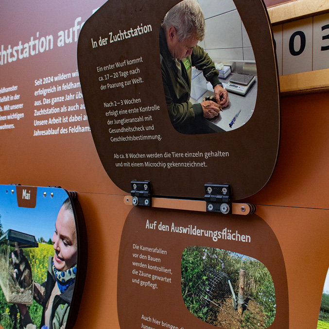 Bild einer aufklappbaren Informationstafel. Die Klappe ist hochgeklappt. Innen steht die Überschrift "In der Zuchstation" und ein Bild eines Mannes ist zu erkennen.