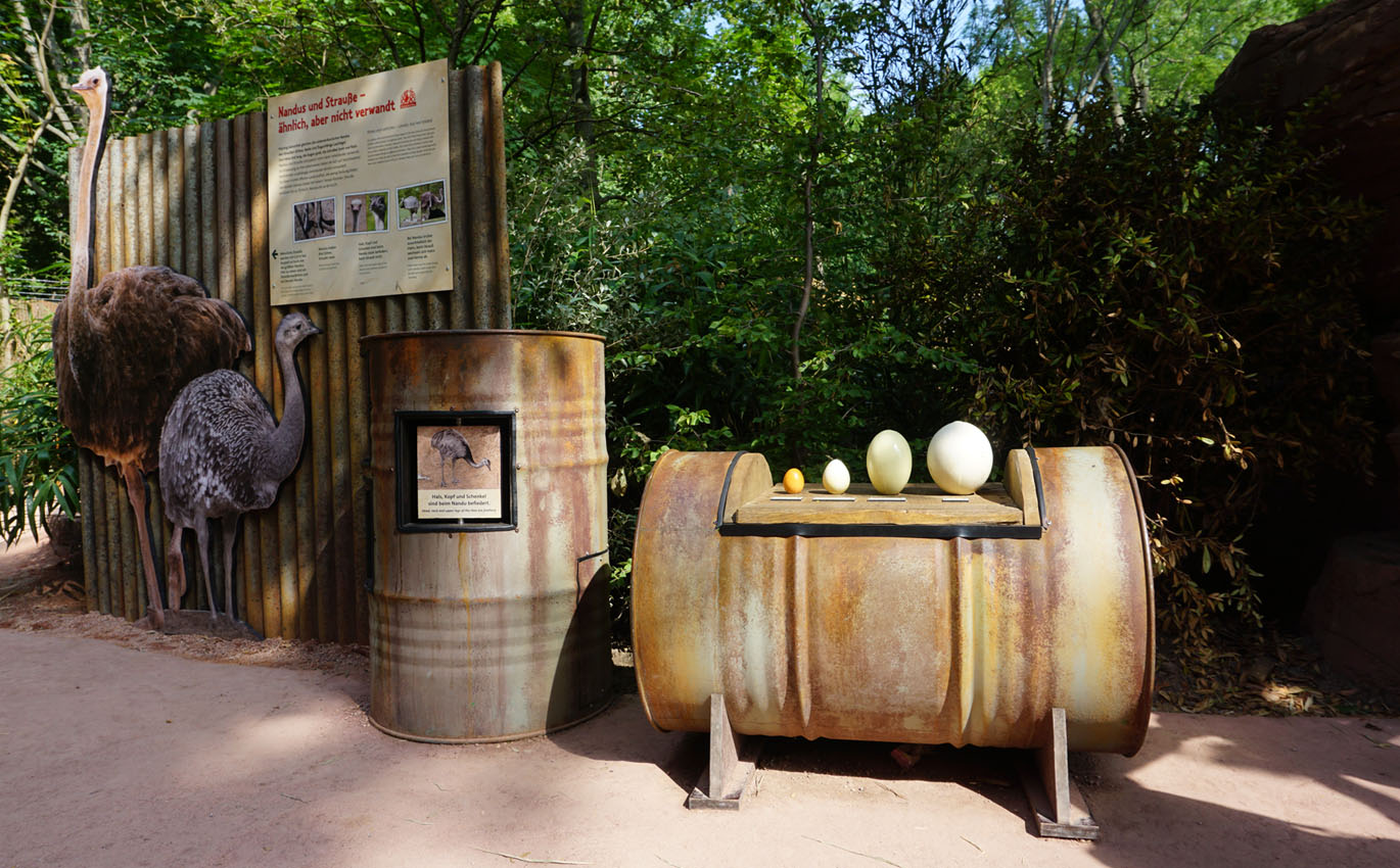 Scenographic learning station at the zoo on the subject of ostriches